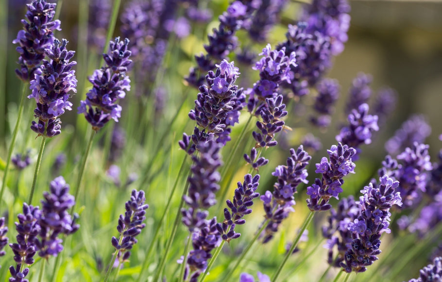 Lavender Oil for Calming, Soothing and More