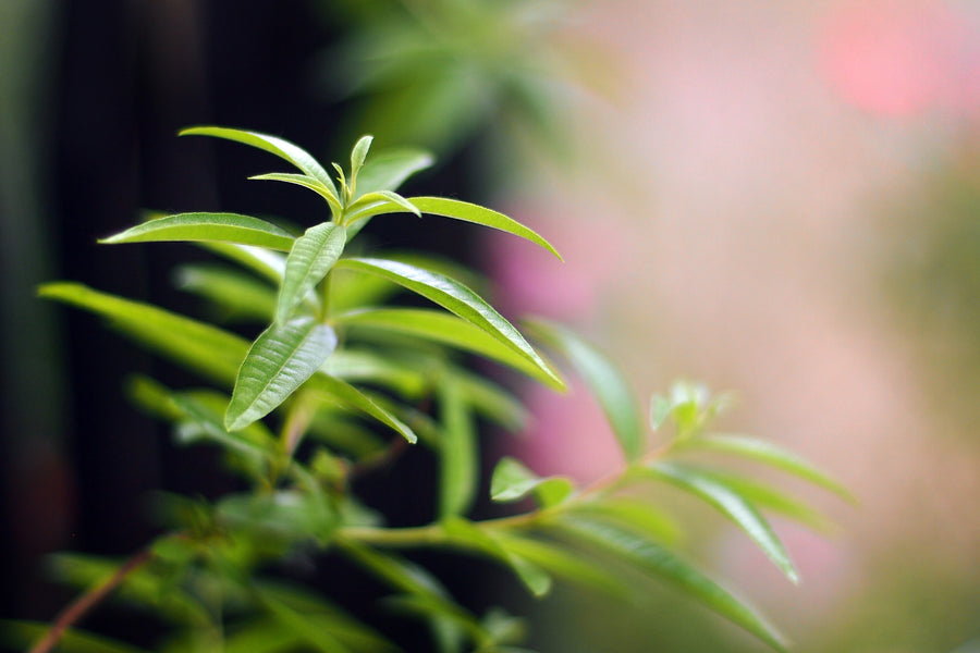 Plant Lemon Verbena for its Aroma, Health Benefits & to Attract Butterflies